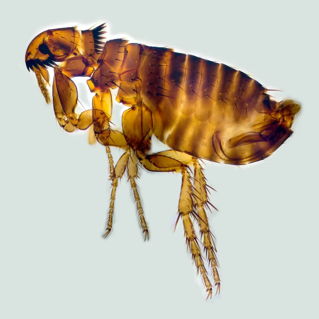 Bọ chét mèo (Ctenocephalides felis)