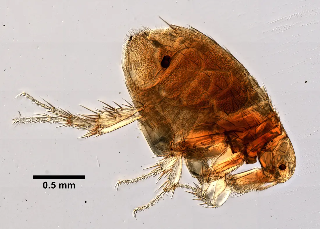 Bọ chét chuột Xenopsylla cheopis (tiêu bản)