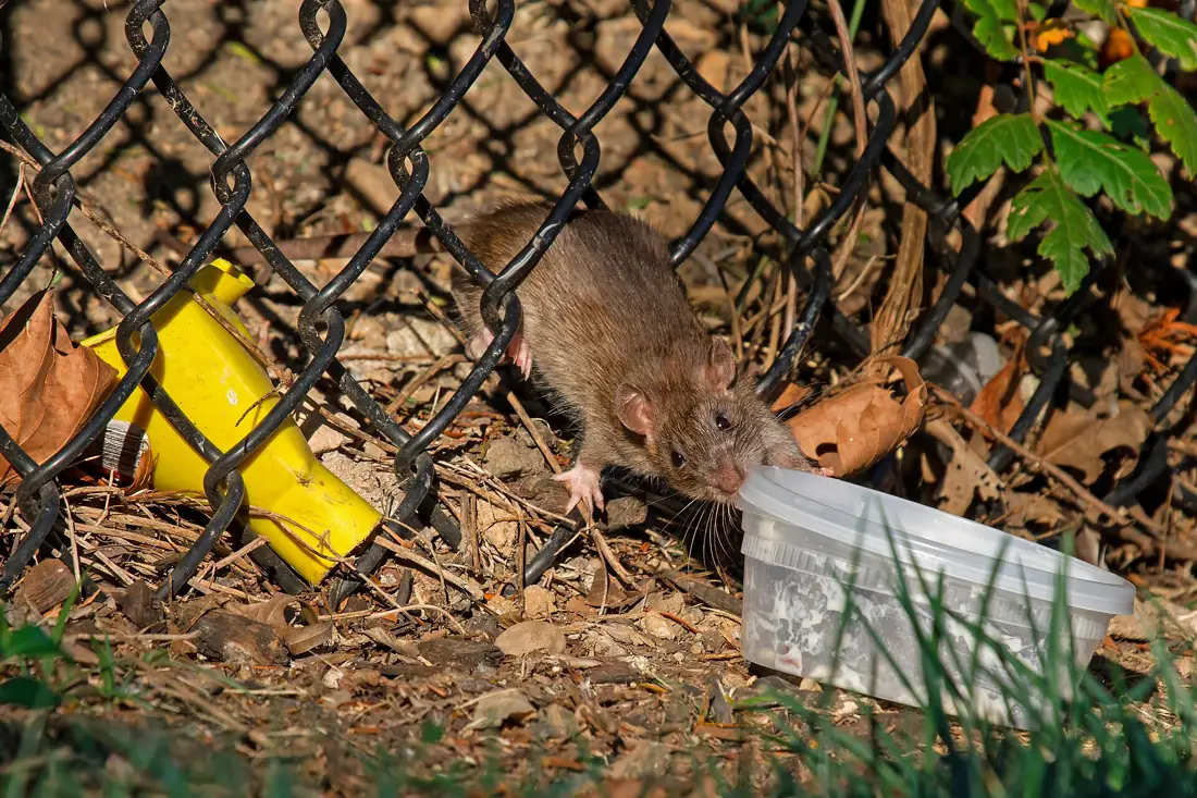Chuột cống (Rattus norvegicus)