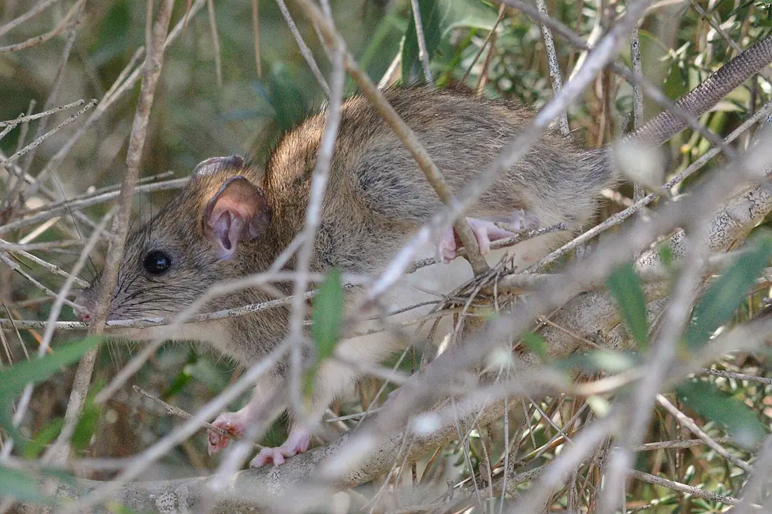 Chuột mái nhà (Rattus rattus)
