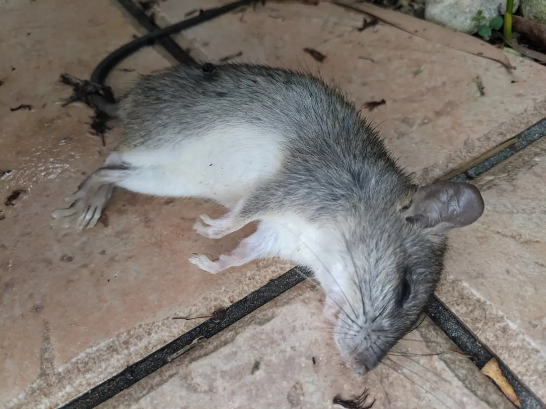 Chuột nhắt nhà (Mus musculus)