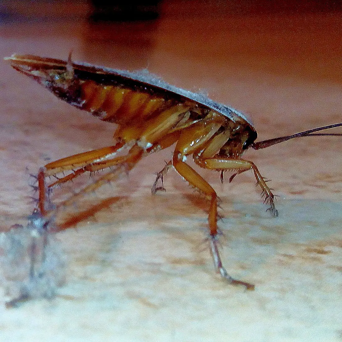 Gián Đức (Blattella germanica) – hai vạch sẫm trên tấm lưng ngực