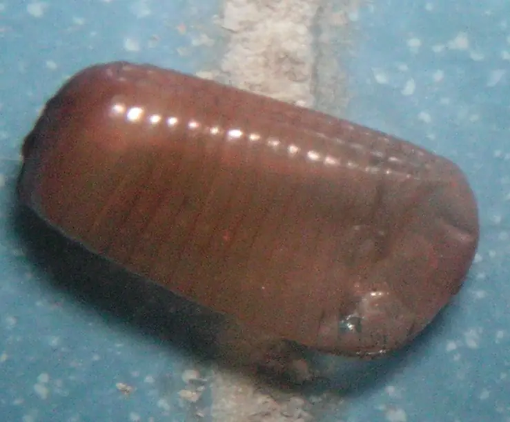 Bọc trứng (ootheca) của gián Đức đã nở