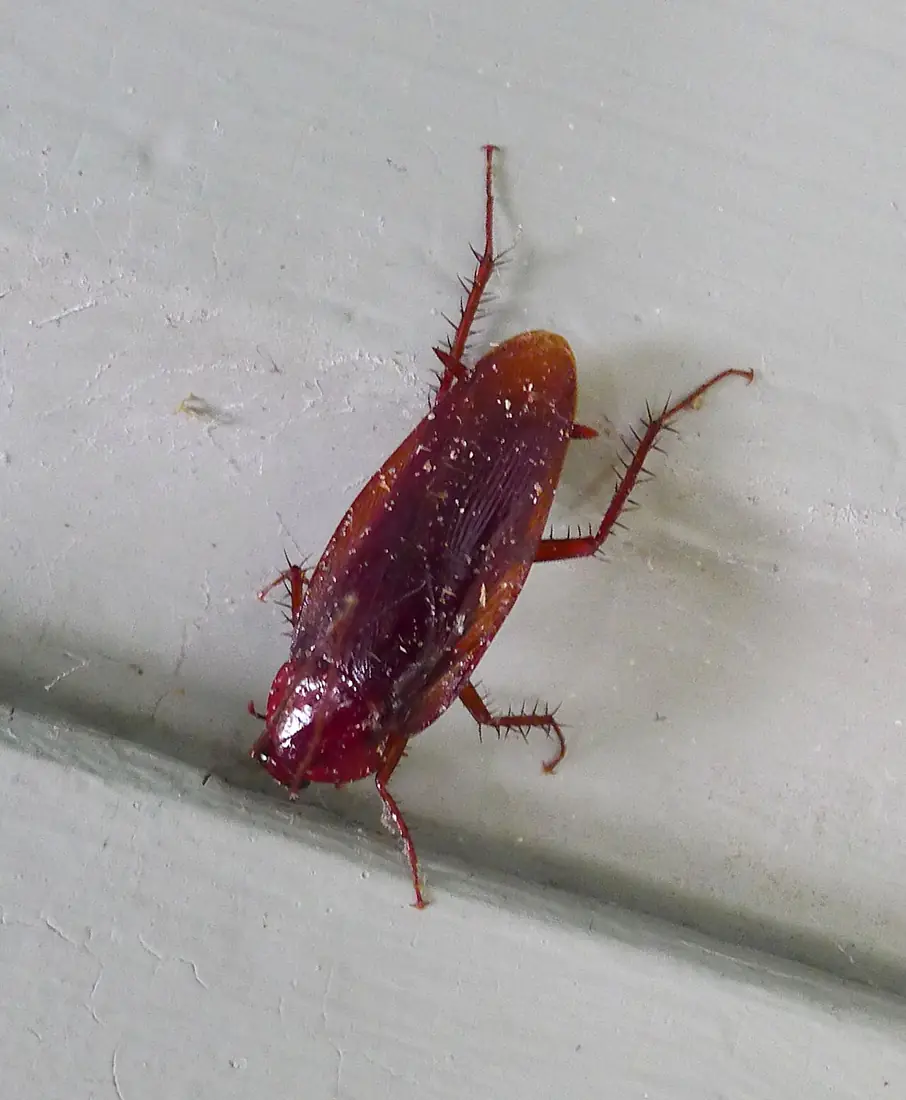 Gián Mỹ (Periplaneta americana)