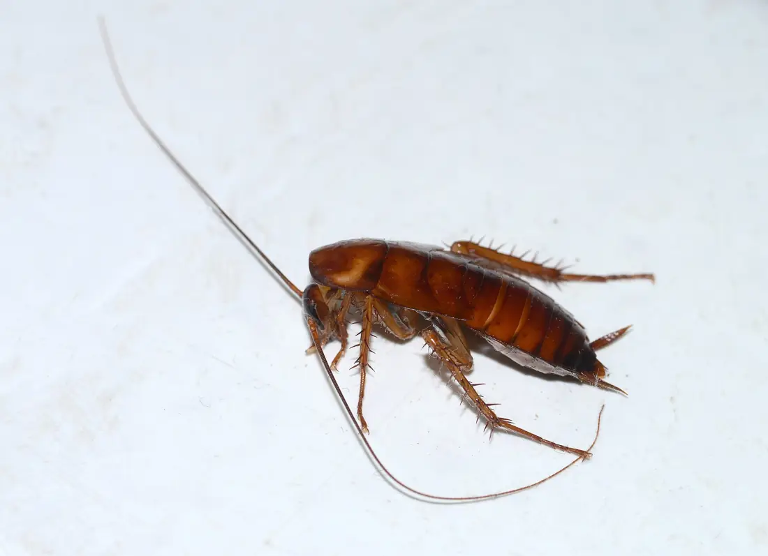 Gián Mỹ trưởng thành