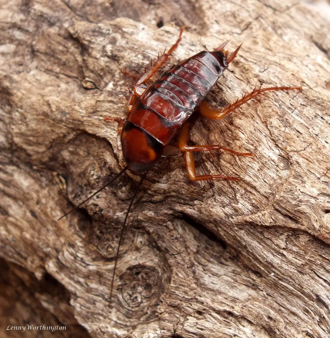 Gián Mỹ non (ấu trùng)