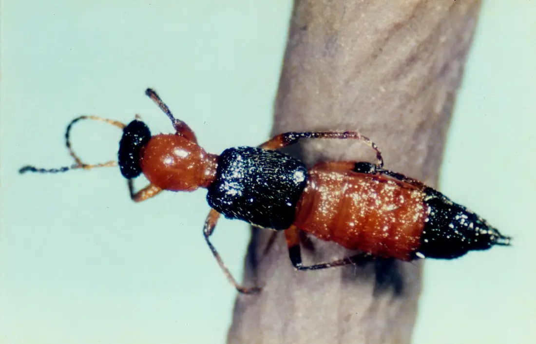 Kiến ba khoang (Paederus fuscipes)