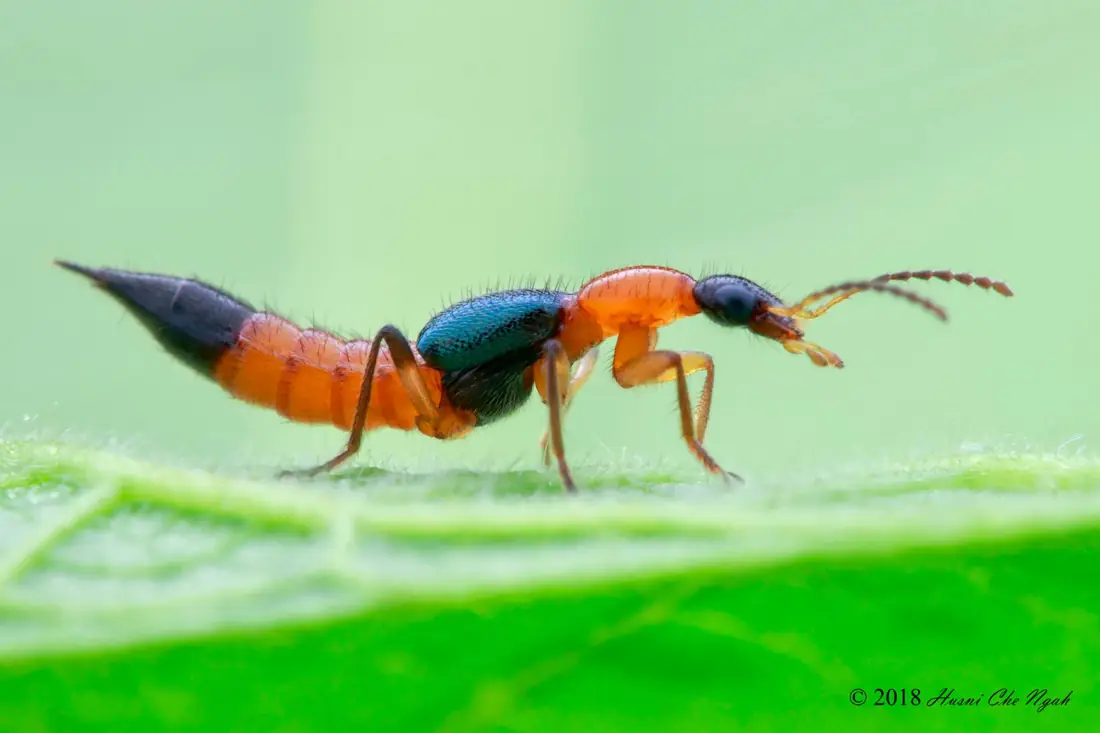 Kiến ba khoang (Paederus sp., Malaysia)