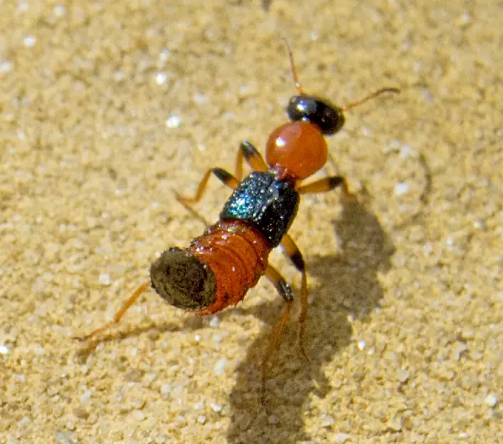 Kiến ba khoang (Paederus sp.)