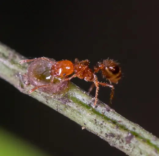 Kiến lửa nhiệt đới (Solenopsis geminata)