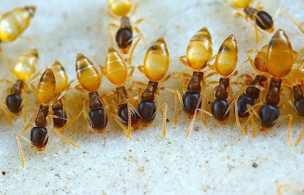 Kiến ma (Tapinoma melanocephalum) – đầu sẫm, bụng nhạt