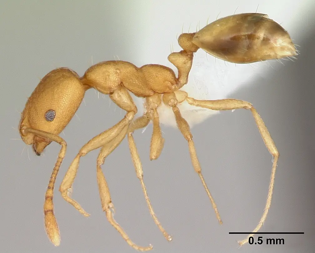 Kiến thợ Monomorium pharaonis (mẫu tiêu bản)