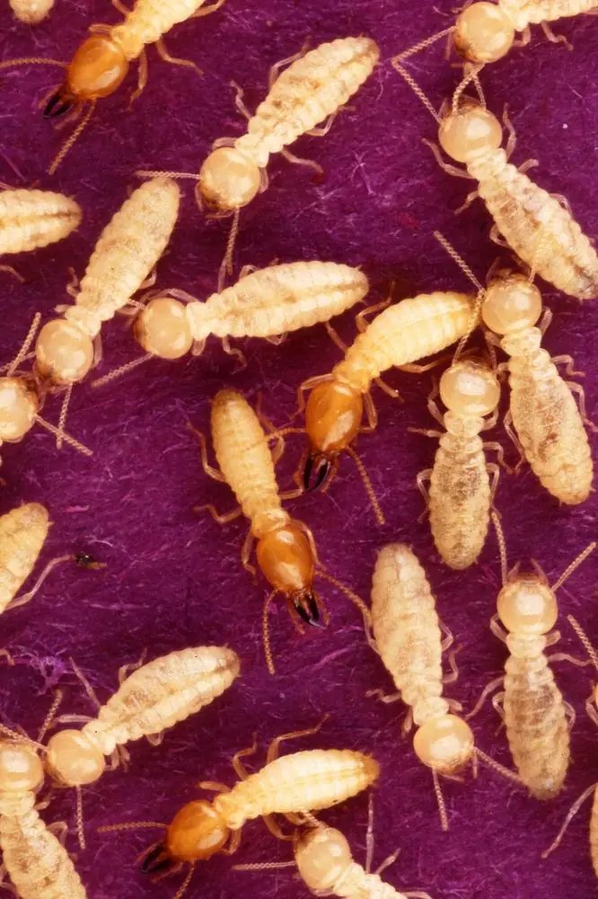 Mối Coptotermes formosanus – mối lính và mối thợ