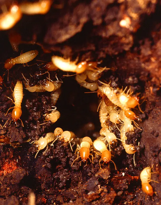 Tổ mối Coptotermes formosanus