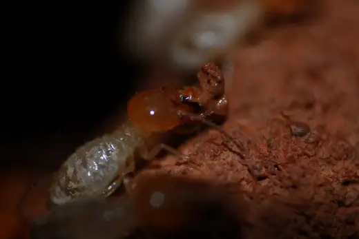 Mối Odontotermes obesus