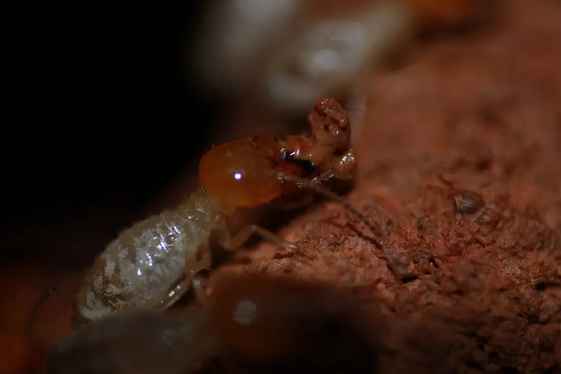 Mối Odontotermes obesus