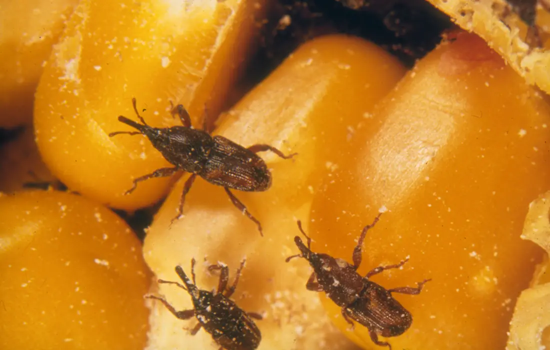 Mọt gạo (Sitophilus oryzae) trên hạt ngũ cốc