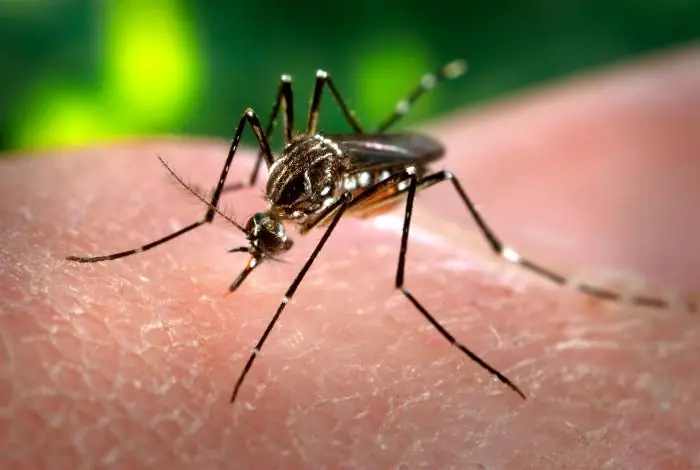 Muỗi cái Aedes aegypti – vạch trắng hình đàn lia trên lưng ngực