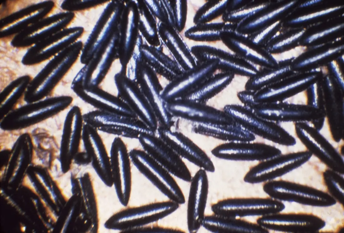 Trứng Aedes aegypti