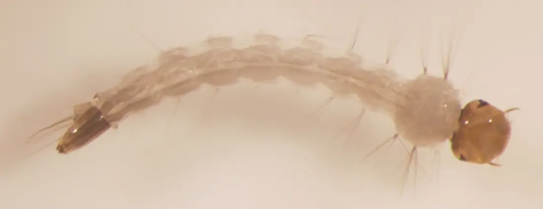 Bọ gậy (lăng quăng) Aedes aegypti