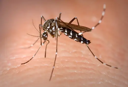Muỗi cái Aedes albopictus đang hút máu
