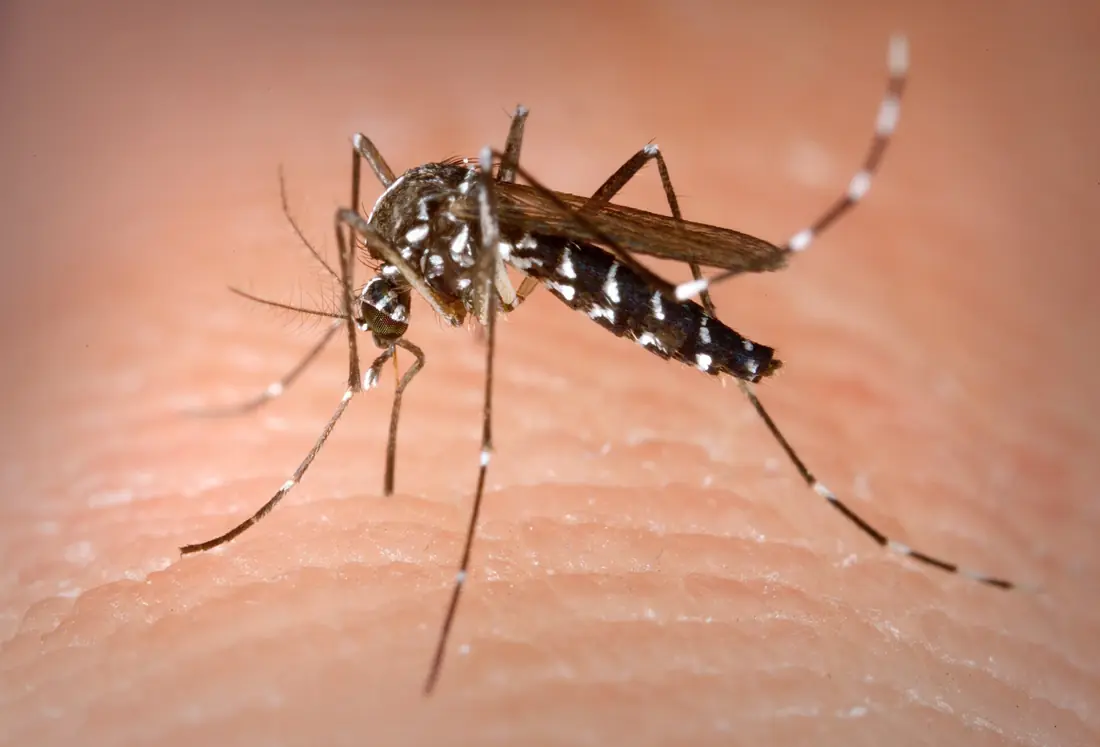 Muỗi cái Aedes albopictus đang hút máu