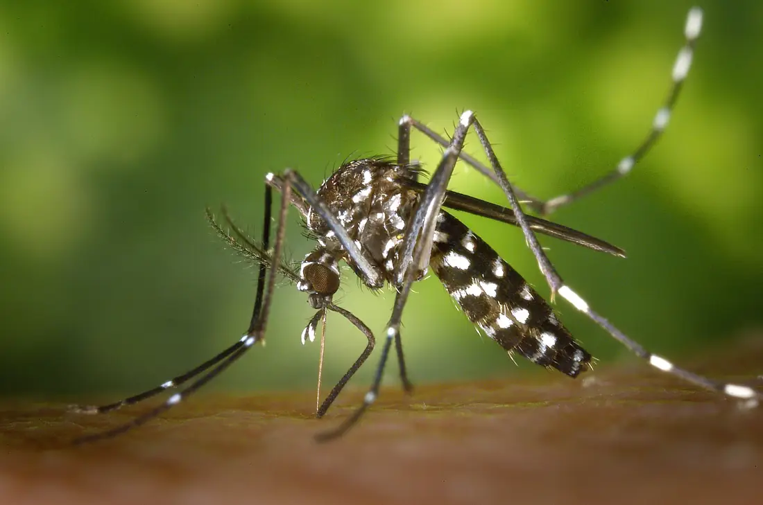 Aedes albopictus – một vạch trắng dọc giữa lưng ngực
