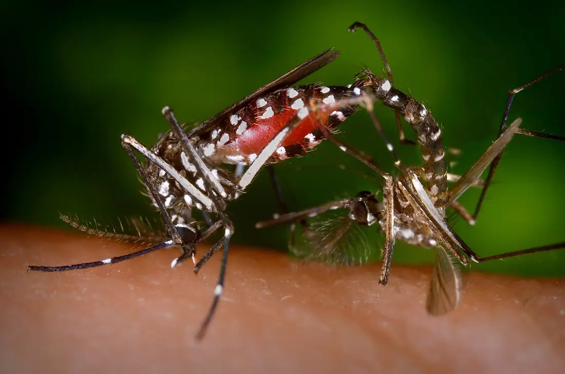 Một cặp Aedes albopictus
