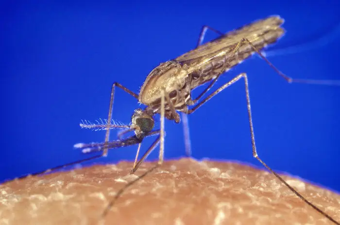 Muỗi Anopheles gambiae hút máu – tư thế chổng bụng đặc trưng
