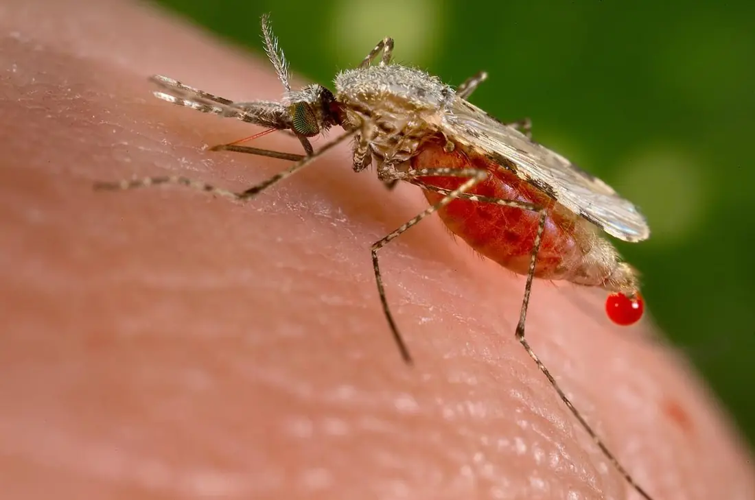 Muỗi Anopheles stephensi