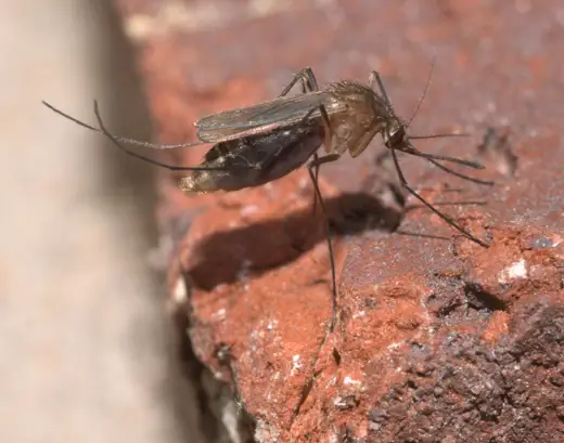 Muỗi Culex quinquefasciatus