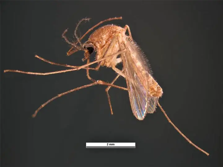 Culex quinquefasciatus (mẫu bảo tàng)