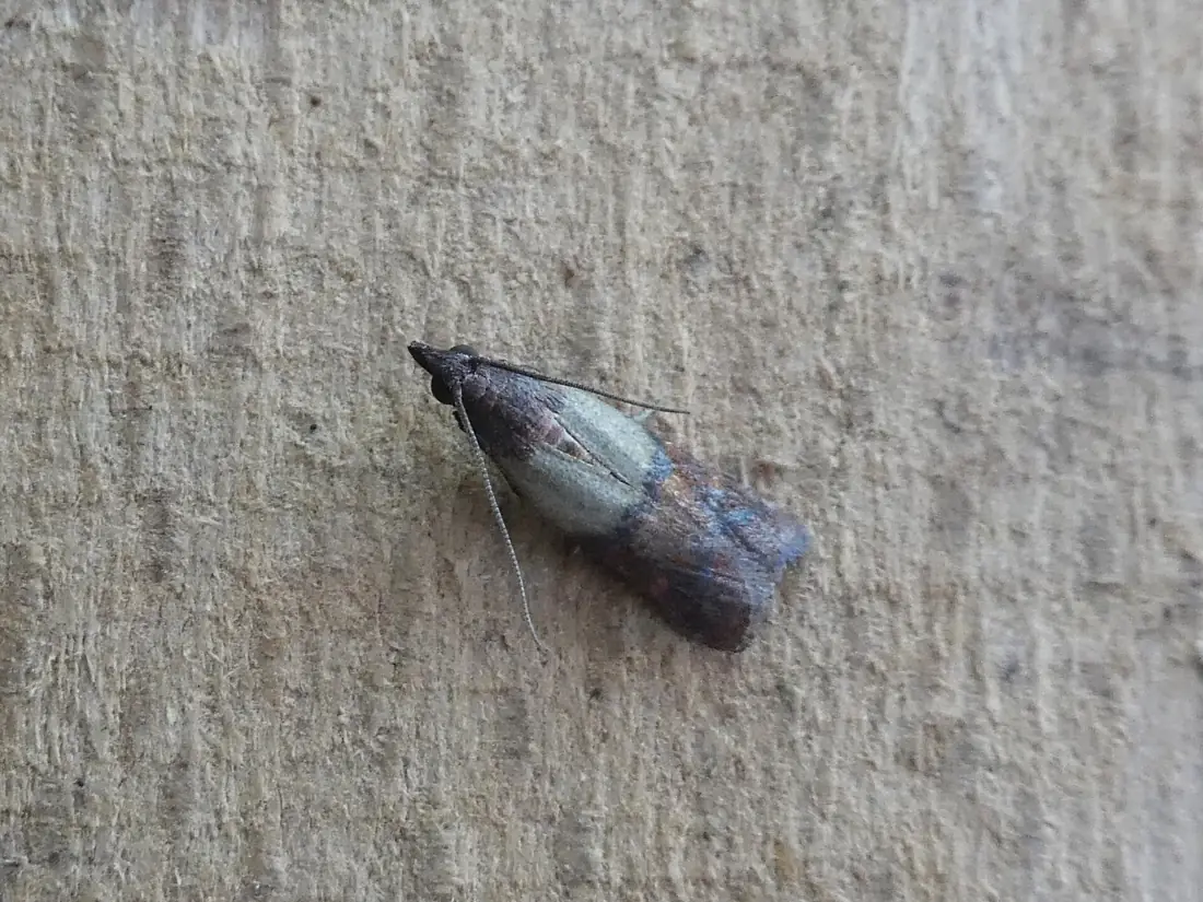 Ngài Ấn Độ (Plodia interpunctella)