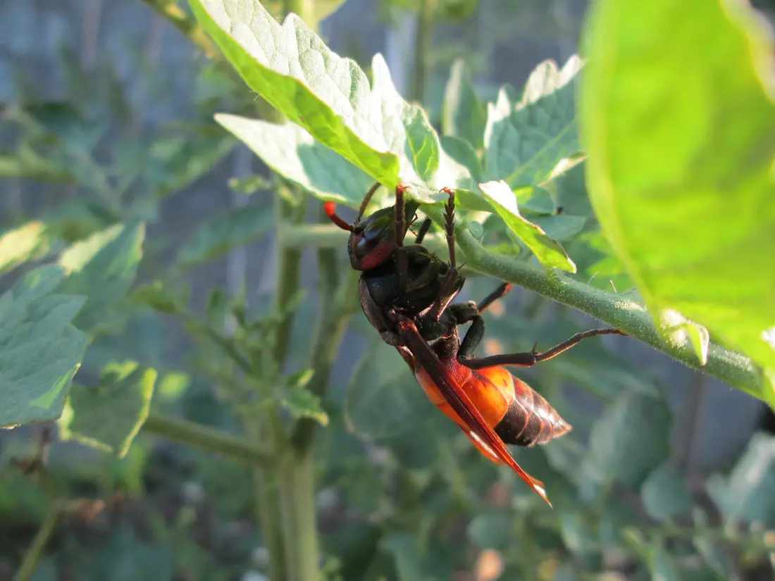 Vespa affinis