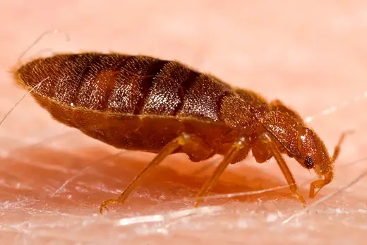 Rệp giường trưởng thành (Cimex lectularius)