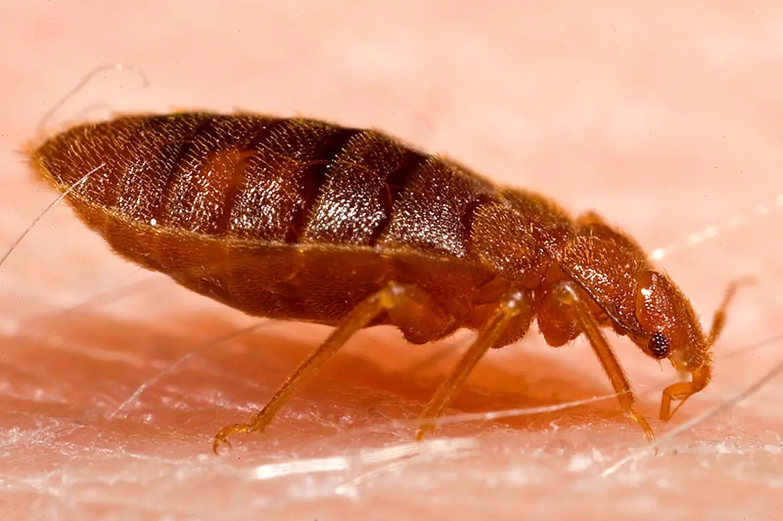 Rệp giường trưởng thành (Cimex lectularius)