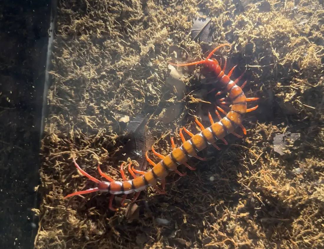 Rết Scolopendra subspinipes (Malaysia)