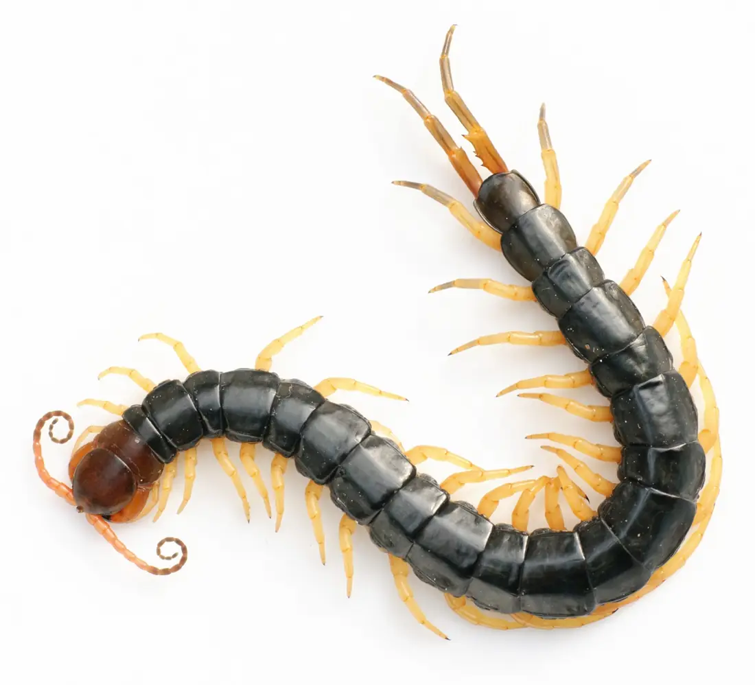Rết Scolopendra subspinipes mutilans