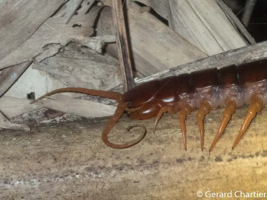 Rết Scolopendra dehaani