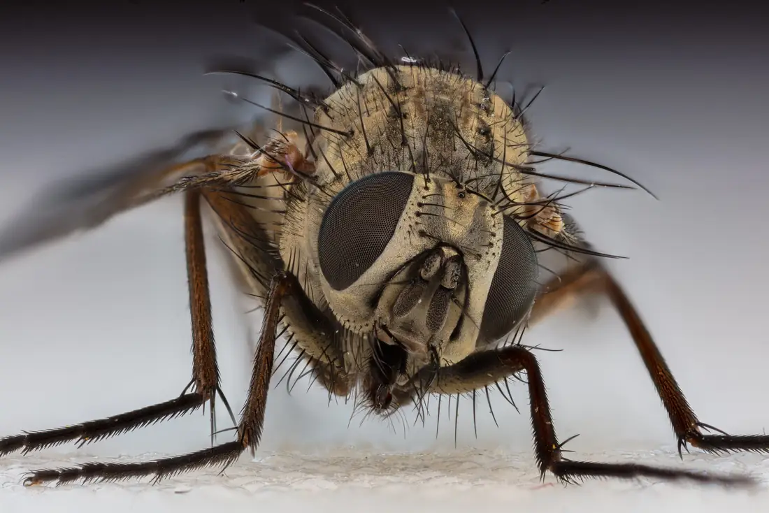 Ruồi nhà (Musca domestica)