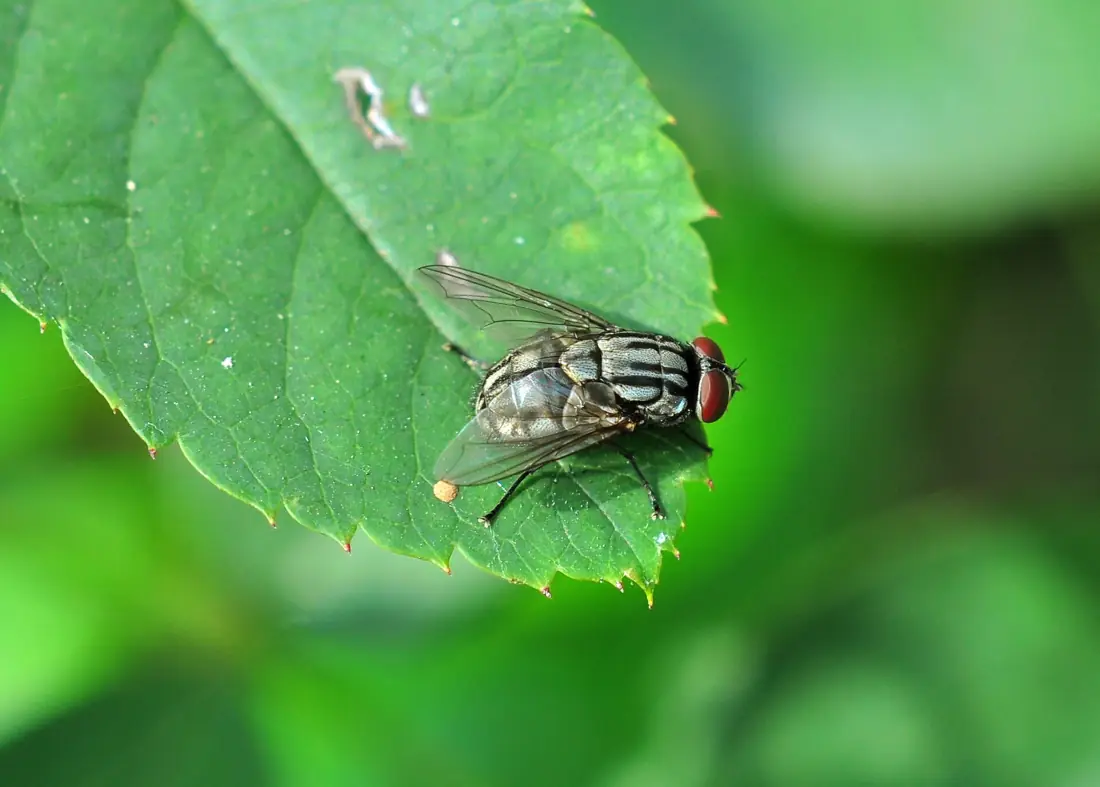 Ruồi nhà (Ấn Độ)