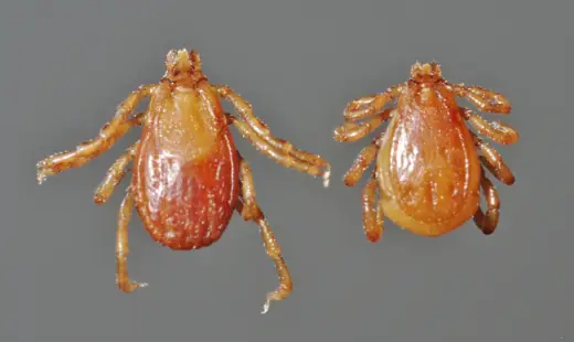 Ve chó nâu (Rhipicephalus sanguineus) – con cái và con đực