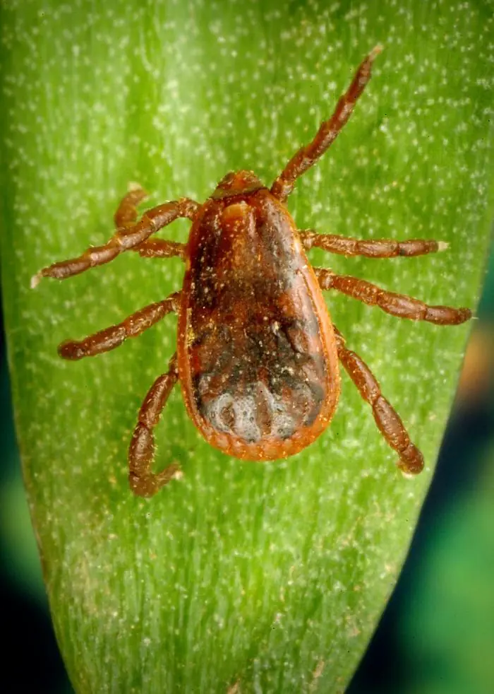 Ve chó nâu (Rhipicephalus sanguineus)