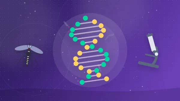 Minh họa chuỗi DNA với điểm đột biến và muỗi Aedes dưới kính hiển vi