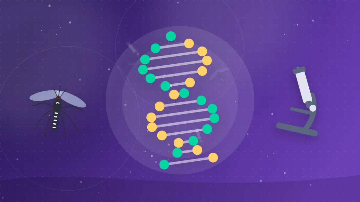 Minh họa chuỗi DNA với điểm đột biến và muỗi Aedes dưới kính hiển vi