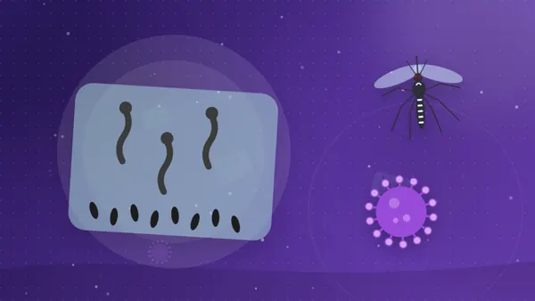 Minh họa trứng muỗi, lăng quăng và muỗi vằn trưởng thành trong vòng đời, gợi ý truyền virus từ mẹ sang con