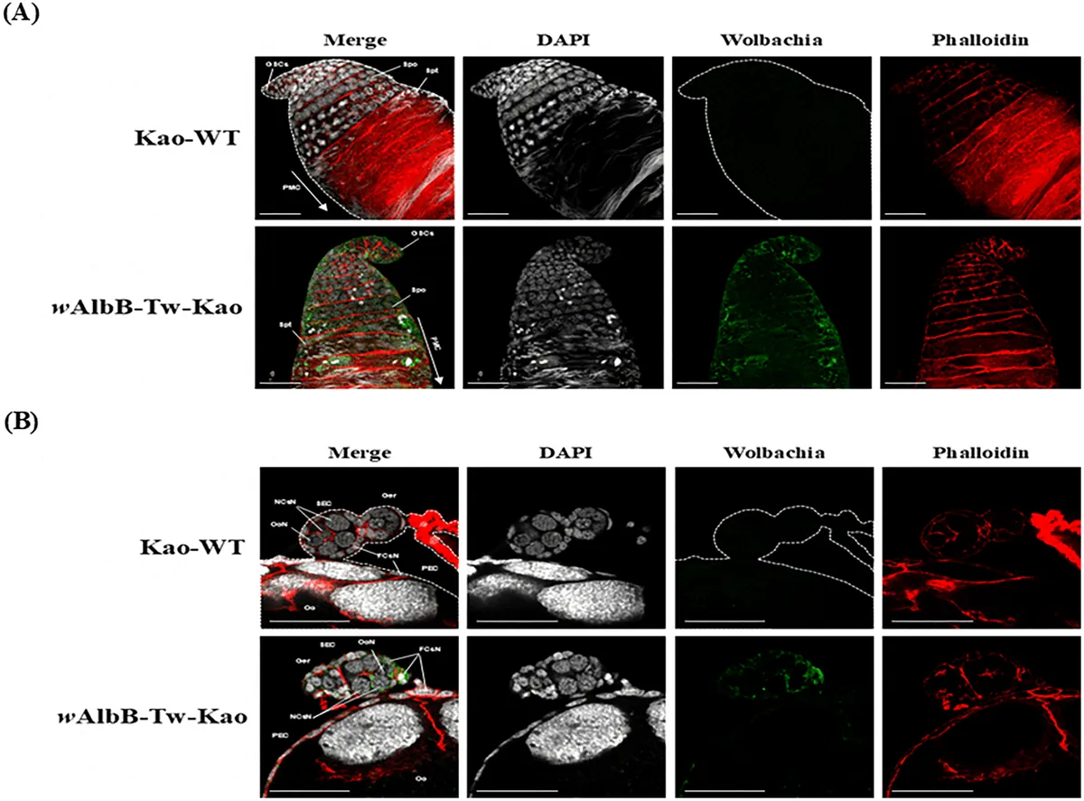 PLOS NTDs 논문 그림 2: 대만 모기 계통의 Wolbachia 현미경 사진