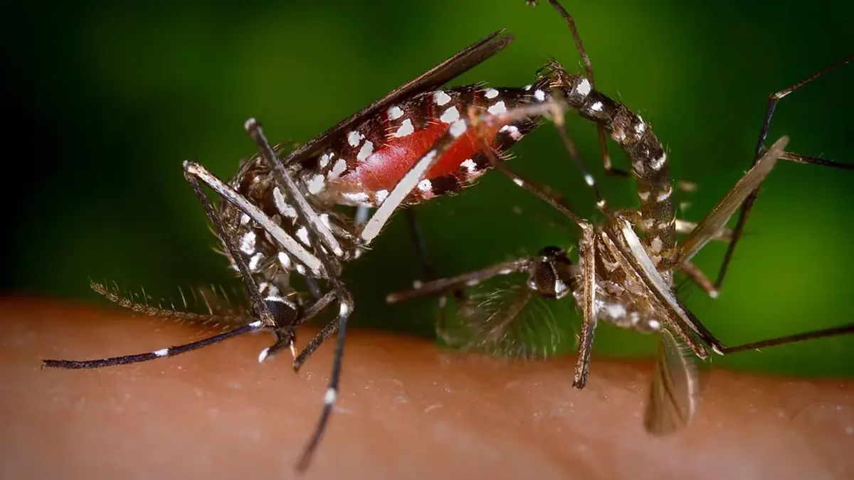협회 웹사이트에 이미 있는 Aedes albopictus 한 쌍 사진(설명용, Bee Safe 사진 아님)