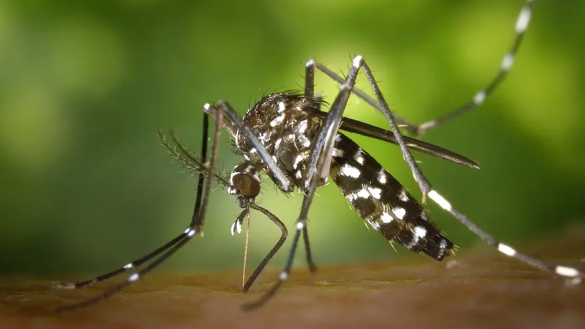 Ảnh muỗi Aedes albopictus đã có trên website Hội; công văn không kèm ảnh