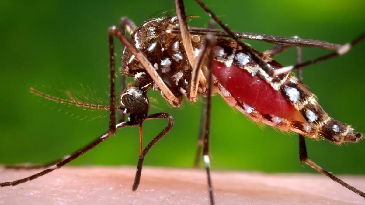 Muỗi cái Aedes aegypti đốt người, ảnh trong bài AP (James Gathany/CDC)